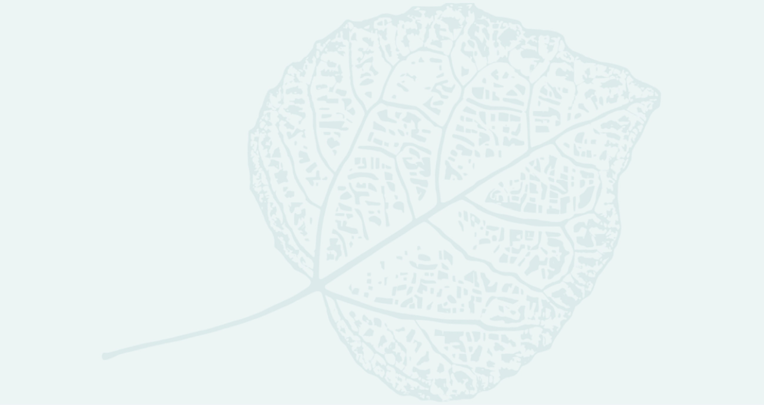 Delicate outline of a leaf on a light background.