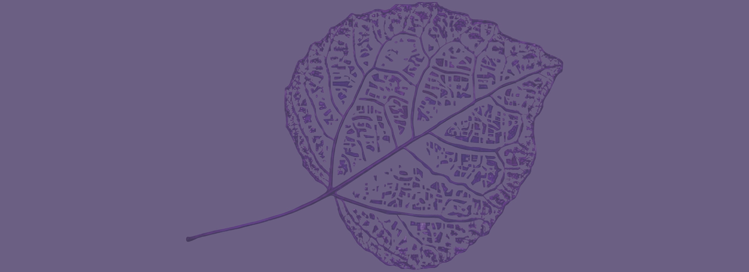 Purple leaf against a solid purple background.