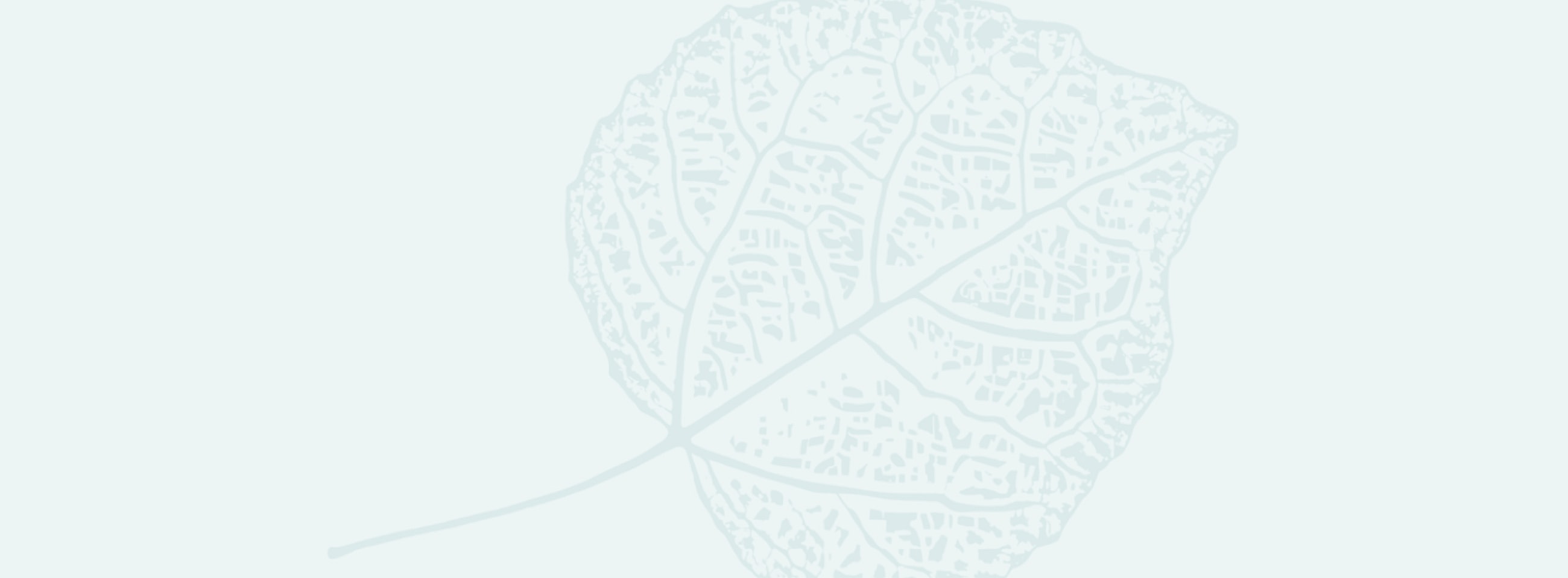 Detailed leaf illustration on light background