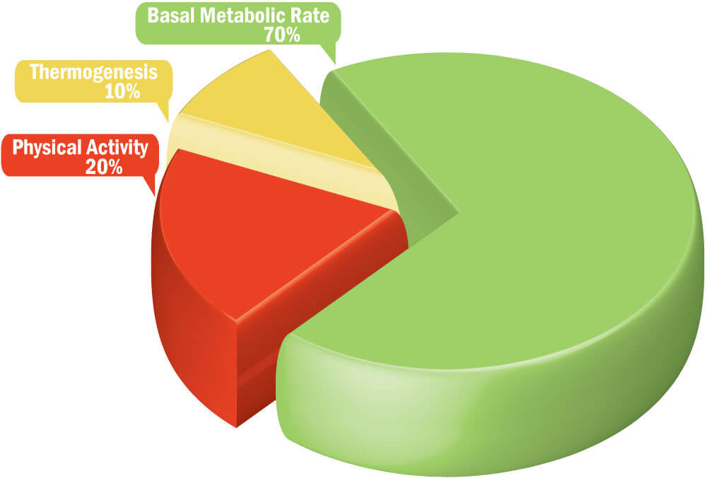 BMR and metabolic rate